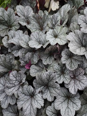 Heuchera hybrid - Smoke and Mirrors